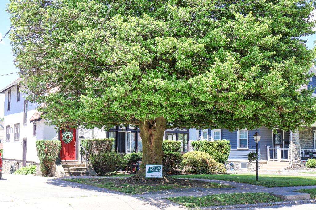 Large leafy tree in front of a row of houses, with a bright red door visible on the left and a Nolan Painting sign in the yard.