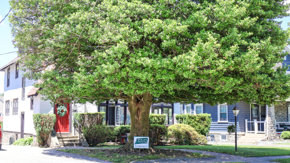 Large leafy tree in front of a row of houses, with a bright red door visible on the left and a Nolan Painting sign in the yard.